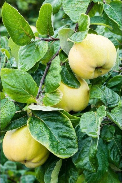 Cydonia oblonga Angers